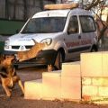 Die besten Bilder in der Kategorie tiere: Katze greift Hund an