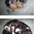 The Best Pics:  Position 15 in  - Funny  : Größenvergleich einer Katze