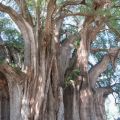 Die besten Bilder in der Kategorie baeume: Riesen-Baum