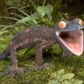 Die besten Bilder in der Kategorie reptilien: GECKO - Giant leaf tailed Gecko