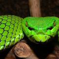 Die besten Bilder:  Position 37 in reptilien - green pit viper