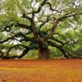 Die besten Bilder in der Kategorie baeume: Der Baum unter den Bäumen