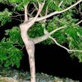 Die besten Bilder in der Kategorie baeume: Tanzende Frau - Baum