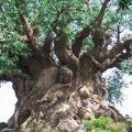 Die besten Bilder in der Kategorie baeume: Fetter Baum - Big Tree
