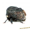 Die besten Bilder:  Position 53 in insekten - Balbonota-buckelzirpe