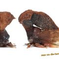 Die besten Bilder in der Kategorie insekten: Buckerzikade
