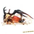 Die besten Bilder in der Kategorie insekten: Buckelzikade
