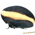 Die besten Bilder in der Kategorie insekten: BuckelZirpe