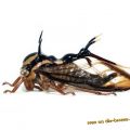 Die besten Bilder in der Kategorie insekten: BuckelZirpe