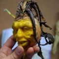 Die besten Bilder in der Kategorie kunst: Kohlrabi-Schnitzkunst