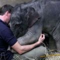The Best Pics:  Position 49 in  - Funny  : Kuschel Elephriend