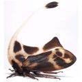 Die besten Bilder in der Kategorie insekten: Gigantorhabdus enderleini