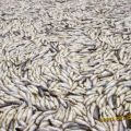Die besten Bilder in der Kategorie fische_und_meer: Tote Fische nach großem Fischsterben in See
