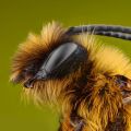 Die besten Bilder in der Kategorie insekten: Schönes Insekt - Was ist das für eins?