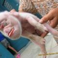 Die besten Bilder in der Kategorie tiere: WTF - seltsame Kreatur - Schwein oder Gorilla -> Schweinilla