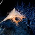 Die besten Bilder in der Kategorie fische_und_meer: Actinoscyphia sp.-Venusfliegenfalle-Anemone