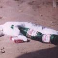 Die besten Bilder in der Kategorie tiere: Drunken Cat after Party - Betrunkene Katze