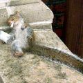 Die besten Bilder in der Kategorie tiere: Drunken Stoned Squirrel