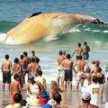 Die besten Bilder in der Kategorie fische_und_meer: Toter Wal strandet in Brandung