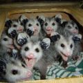 Die besten Bilder in der Kategorie tiere: singende Opossums