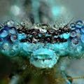 Die besten Bilder in der Kategorie insekten: Alien-Alarm - Libellen-Facetten-Augen mit Wassertropfen