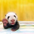 The Best Pics:  Position 16 in  - Funny  : Hi Guys - Panda-Baby grüßt