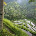Die besten Bilder in der Kategorie natur: Reisfelder in Tal amazing Photo