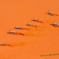 Die besten Bilder in der Kategorie tiere: Antilopen flüchten in Wüste