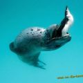 Die besten Bilder in der Kategorie fische_und_meer: SeeLeopard frisst Pinguin