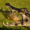 Die besten Bilder in der Kategorie tiere: Krokodil schnappt sich Fisch - schönes Foto