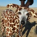 The Best Pics:  Position 329 in  - Funny  : Hunde-Giraffen-Verkleidung