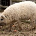 Die besten Bilder in der Kategorie tiere: Schaaf-Schwein