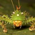 Die besten Bilder in der Kategorie insekten: spiny Devil Katydid - stachelige Teufelsheuschrecke