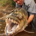 Die besten Bilder in der Kategorie fische_und_meer: Tigersalmler ist 1,5 Meter lang und wiegt 45 Kilogramm