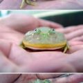 Die besten Bilder in der Kategorie tiere: Frosch