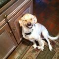 Die besten Bilder in der Kategorie hunde: Grinsender Hund - Dog is smiling