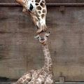 The Best Pics:  Position 204 in  - Funny  : Giraffe knutscht Ihr Baby