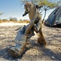 Die besten Bilder:  Position 9 in tiere - Nager/Eichhörnchen zweikampf - Squirrel Fight