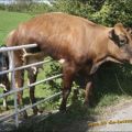 Die besten Bilder in der Kategorie tiere: Parcour-Versuch missglückt - Kuh steckt fest.