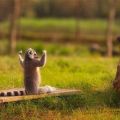 The Best Pics:  Position 44 in  - Funny  : Angeber Lemur - Poser