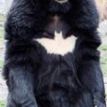 Die besten Bilder:  Position 118 in tiere - Bat-Bear - Bär mit Batman-Zeichen auf der Brust