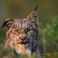 Die besten Bilder in der Kategorie tiere: Hängeohr Luchs - broken lynx