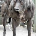 Die besten Bilder:  Position 61 in hunde - Monster Muskel Hund - Muscle Dog