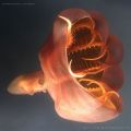 The Best Pics:  Position 86 in  - Funny  : stauroteuthis syrtensis