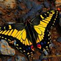 The Best Pics:  Position 22 in  - Funny  : Schöner prächtiger Schmetterling