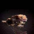The Best Pics:  Position 33 in  - Funny  : Gecko