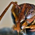 Die besten Bilder:  Position 41 in insekten - Ameise  oder Wespe