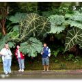 The Best Pics:  Position 62 in  - Funny  : Photoshopped Giant Plants
