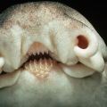 Die besten Bilder in der Kategorie fische_und_meer: WTF - Very Strange Looking Animal - Maybe a Fish