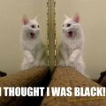 The Best Pics:  Position 52 in  - I thought I Was Black? - Cat in the Mirrow
